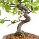 Pseudocydonia Chinensis - Cotogno - 41 cm