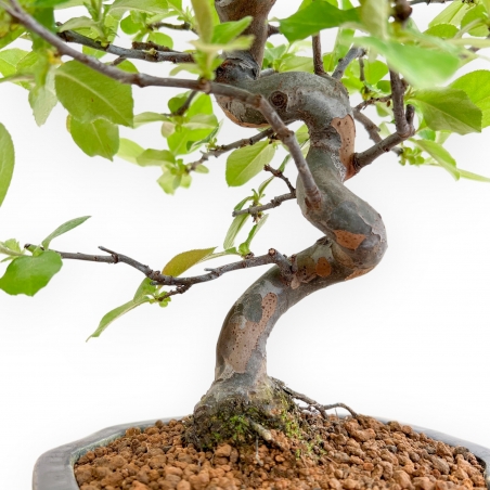 Pseudocydonia Chinensis - Apple Tree - 41 cm