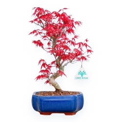 Acer Palmatum Deshojo - Acero - 32 cm