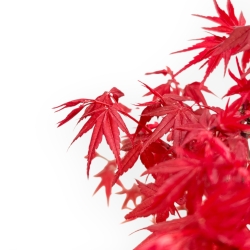 Acer Palmatum Deshojo - Acero - 32 cm