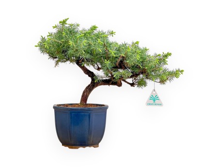 Juniperus Rigida - Ginepro - 33 cm