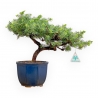 Juniperus Rigida - Juniper - 33 cm