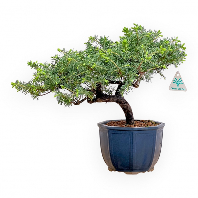 Juniperus Rigida - Juniper - 33 cm