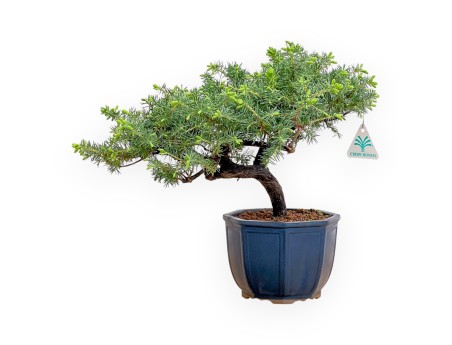 Juniperus Rigida - Wacholder - 33 cm