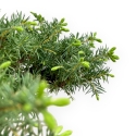Juniperus Rigida - Juniper - 33 cm