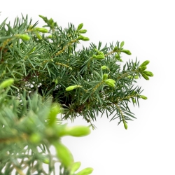 Juniperus Rigida - Enebro - 33 cm