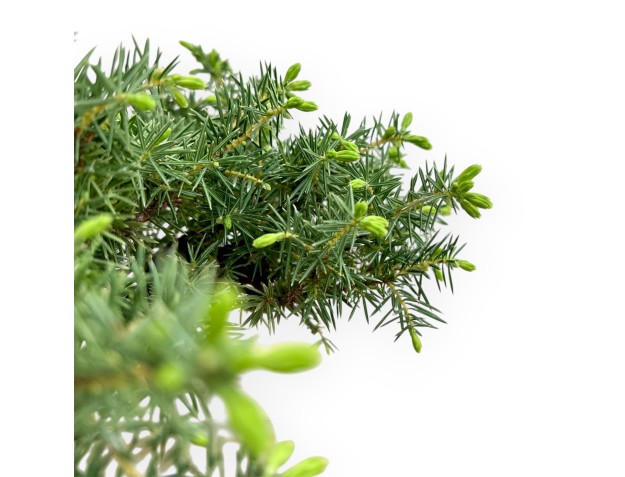 Juniperus Rigida - Genévrier - 33 cm 2