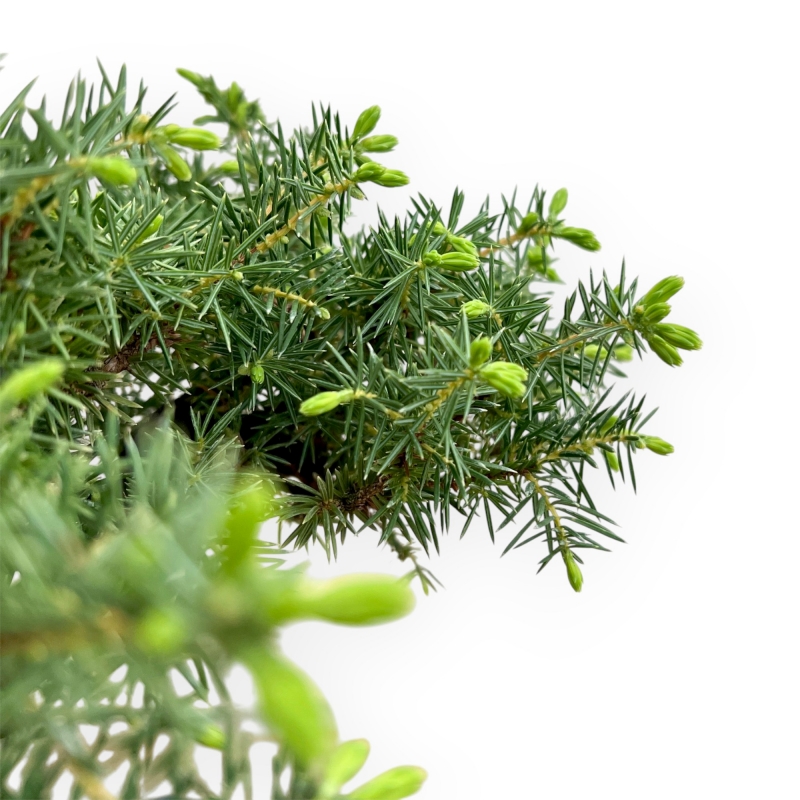 Juniperus Rigida - Juniper - 33 cm