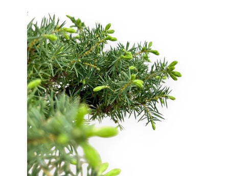 Juniperus Rigida - Juniper - 33 cm