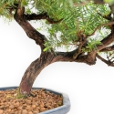 Juniperus Rigida - Juniper - 33 cm