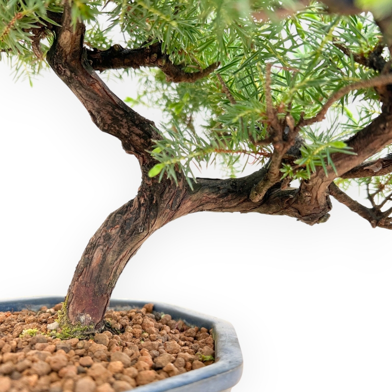 Juniperus Rigida - Juniper - 33 cm