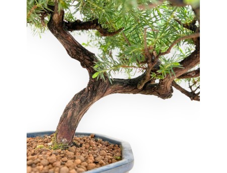 Juniperus Rigida - Juniper - 33 cm