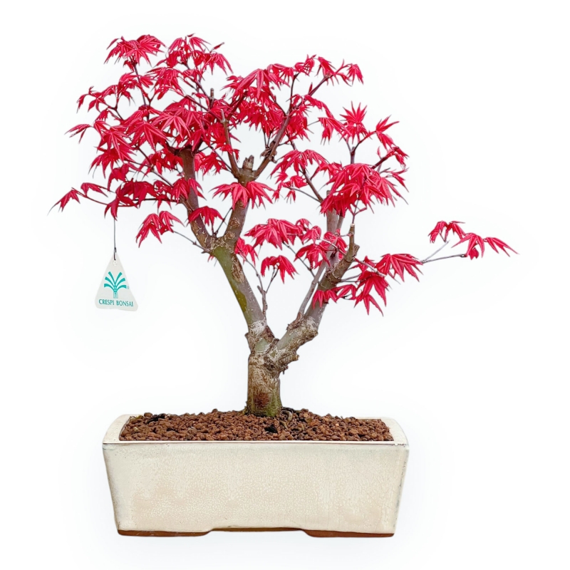 Acer Palmatum Deshojo - Acero - 35 cm