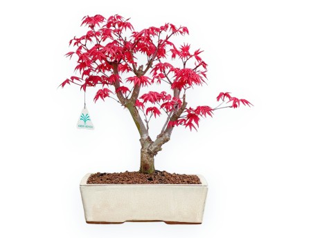 Acer Palmatum Deshojo - Acero - 35 cm