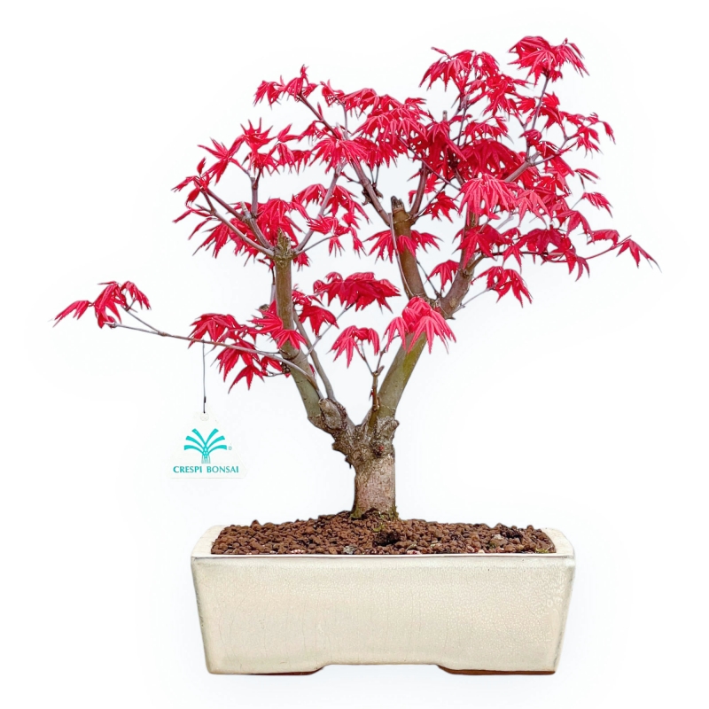 Acer Palmatum Deshojo - Acero - 35 cm