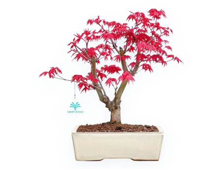 Acer Palmatum Deshojo - Acero - 35 cm