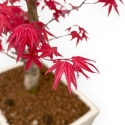 Acer Palmatum Deshojo - Acero - 35 cm
