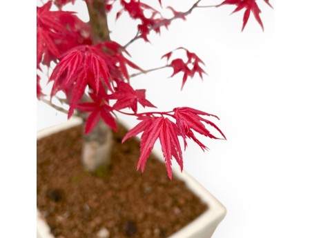 Acer Palmatum Deshojo - Esdoorn - 35 cm