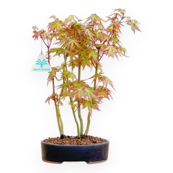 Acer Palmatum Viridis - Esdoorn - 34 cm