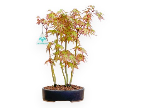 Acer Palmatum Viridis - Acero - 34 cm