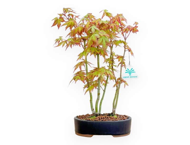 Acer Palmatum Viridis - Maple - 34 cm