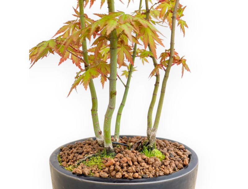 Acer Palmatum Viridis - Esdoorn - 34 cm