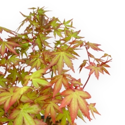 Acer Palmatum Viridis - Esdoorn - 34 cm