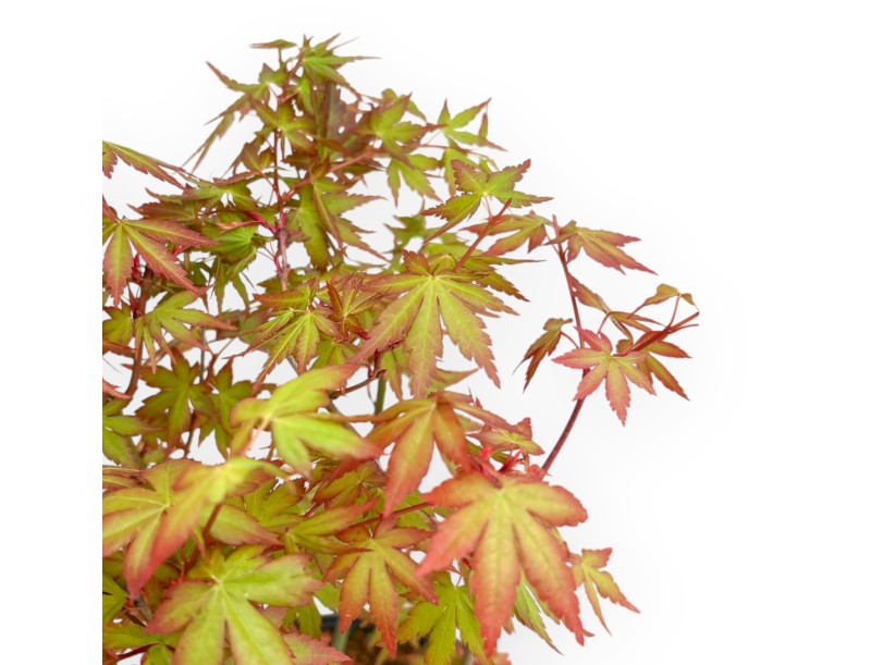 Acer Palmatum Viridis - Arce - 34 cm