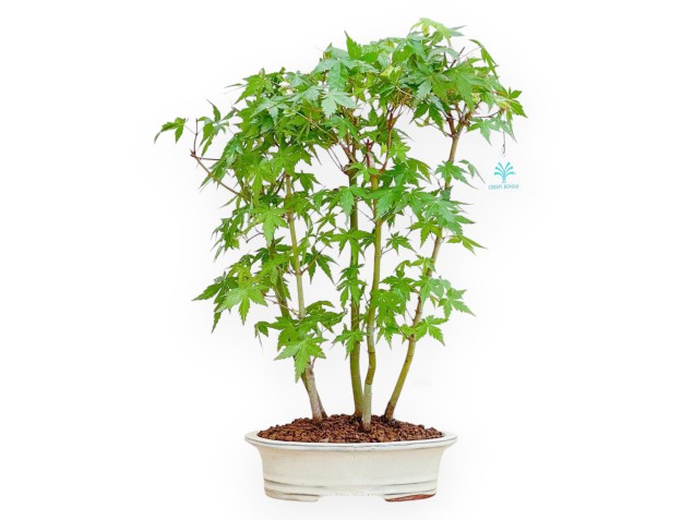 Acer Palmatum - Arce - 45 cm
