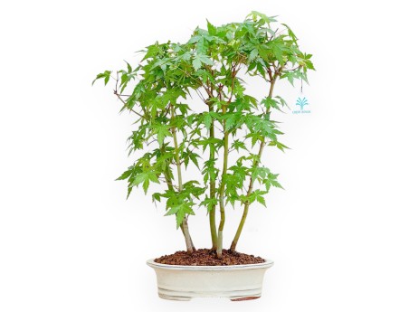 Acer Palmatum - Ahorne - 45 cm