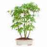 Acer Palmatum - Esdoorn - 45 cm