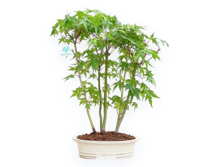 Acer Palmatum - Arce - 45 cm