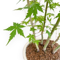 Acer Palmatum - Maple - 45 cm