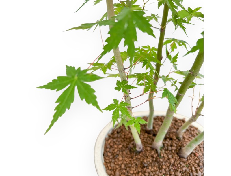 Acer Palmatum - Arce - 45 cm