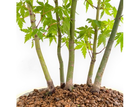 Acer Palmatum - Acero - 45 cm