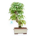 Acer Buergerianum - Arce - 38 cm