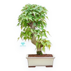 Acer Buergerianum - Acero - 38 cm