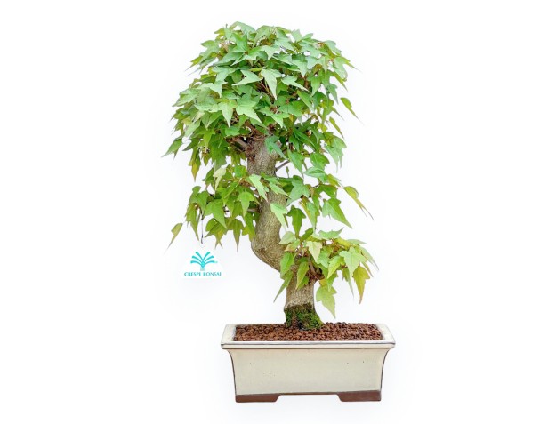 Acer Buergerianum - Arce - 38 cm