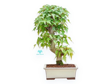 Acer Buergerianum - Arce - 38 cm