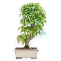 Acer Buergerianum - Esdoorn - 38 cm