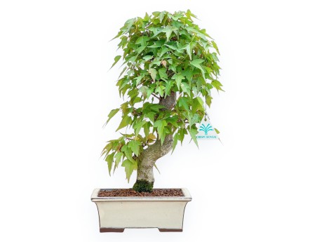 Acer Buergerianum - Esdoorn - 38 cm