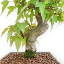 Acer Buergerianum - Esdoorn - 38 cm