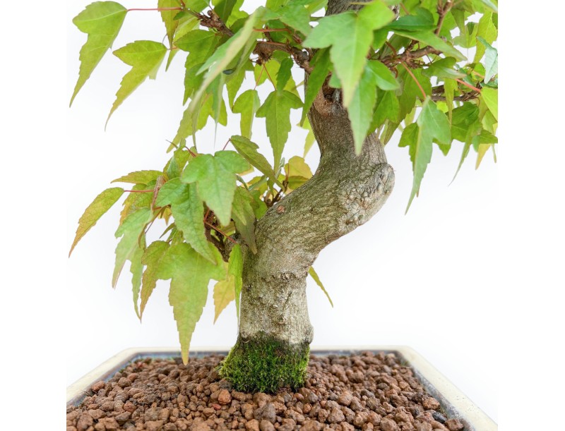 Acer Buergerianum - Érable - 38 cm