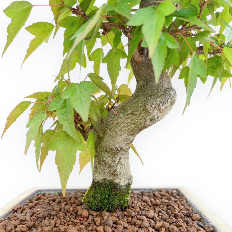 Acer Buergerianum - Esdoorn - 38 cm