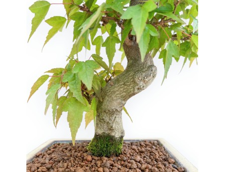 Acer Buergerianum - Ahorne - 38 cm