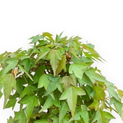 Acer Buergerianum - Acero - 38 cm
