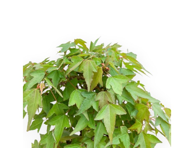 Acer Buergerianum - Arce - 38 cm 2