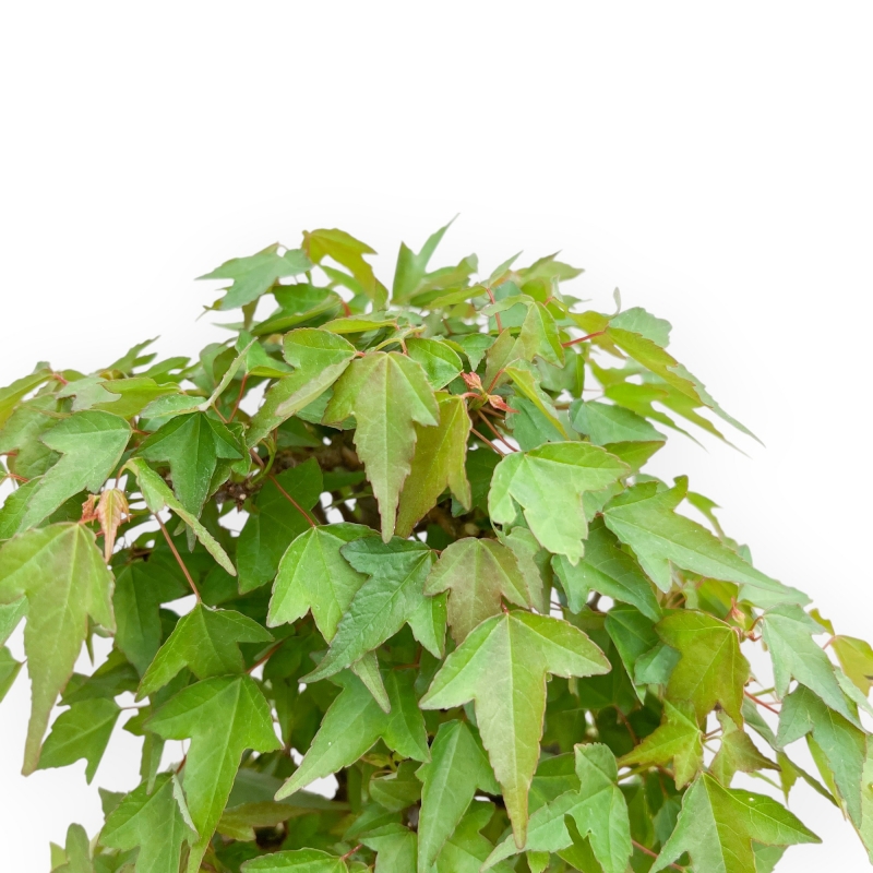 Acer Buergerianum - Esdoorn - 38 cm