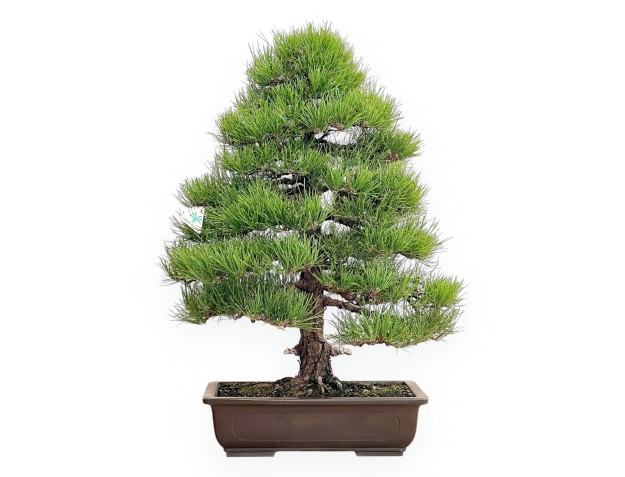 Pinus Thunbergii - Schwarz Kiefern - 80 cm