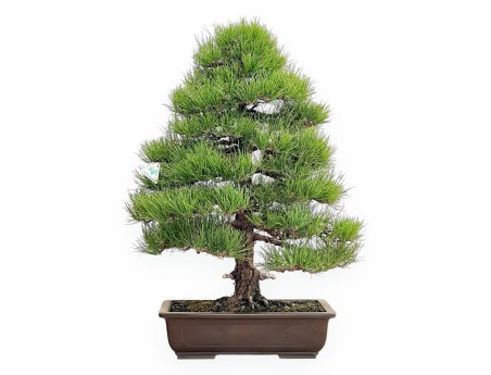 Pinus Thunbergii - Pin Noir - 80 cm